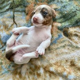 Ahsoka - Piebald female Dachshund puppy in Vero Beach, Florida from Holly’s Mini Weenies