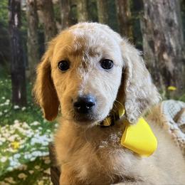Yellow - Cream female Goldendoodle puppy in The Woodlands, Texas from Gracie's Goldendoodles and Bernedoodles