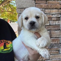 Green Collar Male - Yellow male Labrador Retriever puppy in Kissimmee, Florida from SunState Labs
