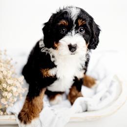 Dawn - Tri-color female Bernedoodle puppy in Athens, Alabama from Brewing Doodles