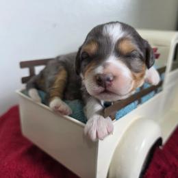 Mirabel - Tri-color female Bernedoodle puppy in Blackfoot, Idaho from Draper Mountain Doodles