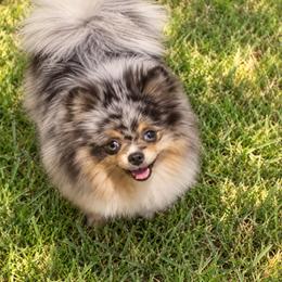 Evie - Pomeranian