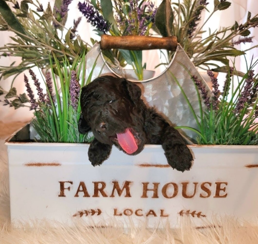 Poodle Puppies from Caboodles of Poodles