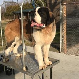 Russia - Saint Bernard