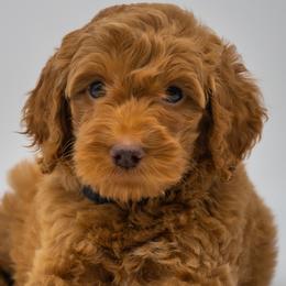 Bernedoodles and Labradoodles from Doodles of Love Labradoodles