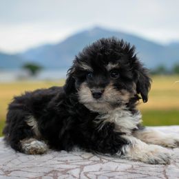 Sam - Black tri-color male Aussiedoodle puppy in Hamilton, Montana from North Lake Aussies