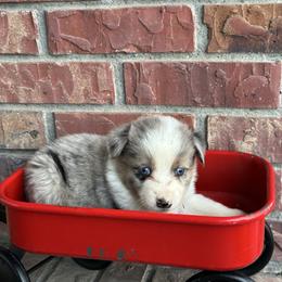 BMM1 - Blue merle male Miniature Australian Shepherd puppy in Lexington, Nebraska from Osborne's Aussies