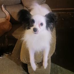Sissy - Companion Cross