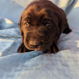 Dilute Retriever and Labrador Retriever Puppies from LC Hunting Labs, LLC.
