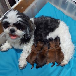 Shih Tzus from Dorothy's Shih Tzus