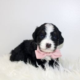 Cocoa -TRI COLOR - Tri-color female Bernedoodle puppy in Apple Creek, Ohio from Arlene Hershberger