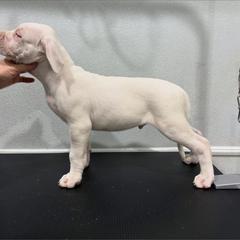Blue male - White male Dogo Argentino puppy in Winter Haven, Florida from Wayward’s Dogos and Spellbound Greyhounds