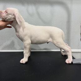 Blue male - White male Dogo Argentino puppy in Winter Haven, Florida from Wayward’s Dogos and Spellbound Greyhounds