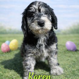 Karen Wheeler - Blue merle female Bernedoodle puppy in Bennett, Colorado from Darling Paws, LLC