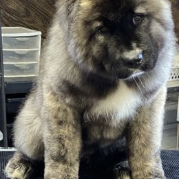 Caucasian Shepherd Dog Puppies from Sila V Krovi