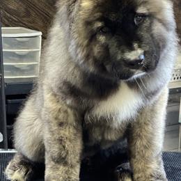 Caucasian Shepherd Dog Puppies from Sila V Krovi