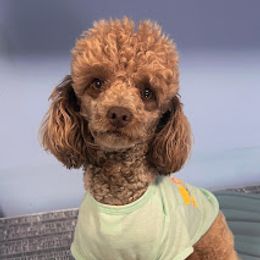 Buttercup - Poodle