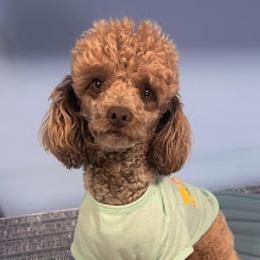 Buttercup - Poodle