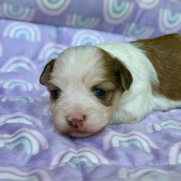 Fifi - Red female Havanese puppy in Wappapello, Missouri from Titanium Havanese LLC