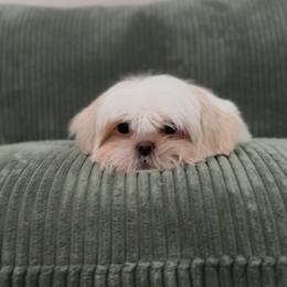Iridescent Pear NEEDS HOME ASAP - Cream and white male Shih Tzu puppy in Cedar Hill, Texas from Puppy Paper House