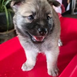 Yukon - Red and white male Icelandic Sheepdog puppy in Mariposa, California from Glacier Point Icelandics