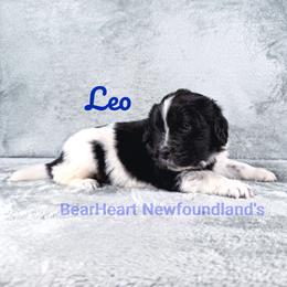 Leo - White and black male Newfoundland puppy in Cortez, Colorado from Bear Heart Newfoundlands, LLC