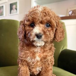 Blue - Apricot male Cavapoo puppy in Spanish Fork, Utah from Poseydoodle
