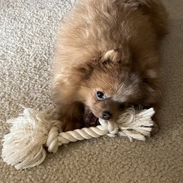 Chihuahua and Pomeranian Puppies from Hummingbird & Fox