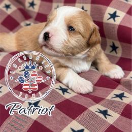 Patriot - Wheaten male Miniature Schnauzer puppy in Dorr, Michigan from Enchanted Paws