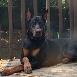 Doberman Pinschers from Davis Doberman Pinschers