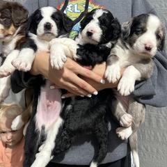 Bordoodle Puppies from Lunatic Kennel