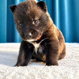 Male 1 - Agouti and white male Siberian Husky puppy in Pennsylvania from Breezy Valley Siberians