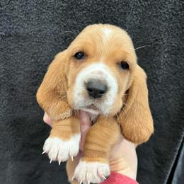 Tootsie Roll (purple) - Red and white female Basset Hound puppy in Kingsport, Tennessee from Bear’s Bassets