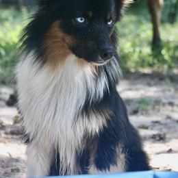 Australian Shepherd Puppies from Smokin K Aussies