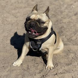 Remy - French Bulldog