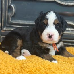 Aston Martin - Tri-color male Bernedoodle puppy in Henry, Illinois from Rowe Farms Doodles