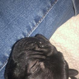 French Bulldog and Miniature Bull Terrier Puppies from DyHar Bullies