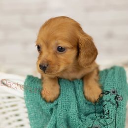Red baby - Red male Dachshund puppy in Seminary, Mississippi from Down South Mavericks Dachshunds