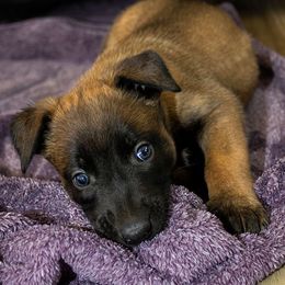 Hot Pink Female - Fawn female Belgian Malinois puppy in Fredonia, Arizona from Zion Malinois