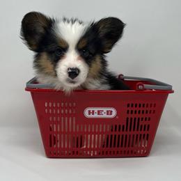 Hubble (fluffy) - Black and tan male American Corgi puppy in Waco, Texas from The Comma Corgis