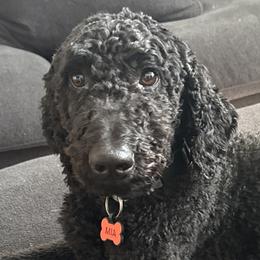 Mia - Goldendoodle