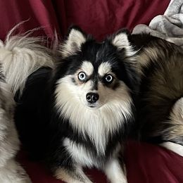 Tikaani - Pomsky