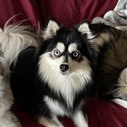 Tikaani - Pomsky