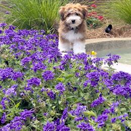 Bernedoodle, Cavapoo, Havanese, and Havapoo Puppies from Lady Paws Puppies - Cassie