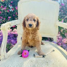 Cream collar - Red  female Goldendoodle puppy in Valdosta, Georgia from Fifth Day Farm