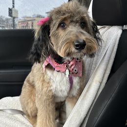 Aussiedoodle Puppies from A Dose Of Doodle