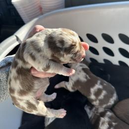 Red Merle Female 1 - 2000 - Red merle female Australian Shepherd puppy in Morristown, Tennessee from Lakeway Farms