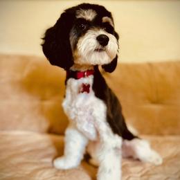Liberty - Cavapoo