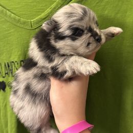 Merle Boy - Blue merle male Pomeranian puppy in Tyler, Texas from Aukland’s Poms