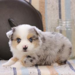 Baxter - Blue merle male Miniature Australian Shepherd puppy in Quapaw, Oklahoma from Rocky Hill Aussies